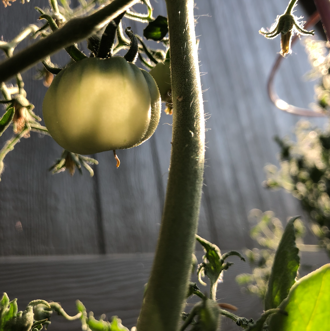 how to ripen green tomato